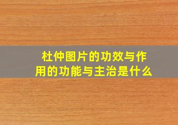 杜仲图片的功效与作用的功能与主治是什么