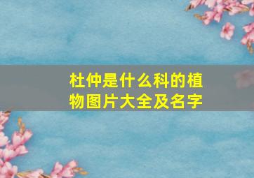 杜仲是什么科的植物图片大全及名字