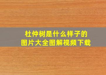 杜仲树是什么样子的图片大全图解视频下载