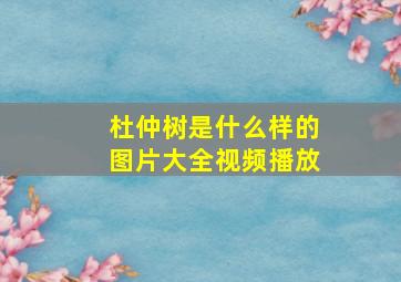 杜仲树是什么样的图片大全视频播放