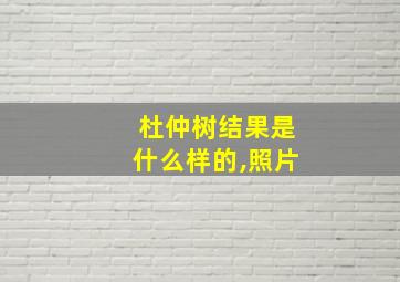 杜仲树结果是什么样的,照片