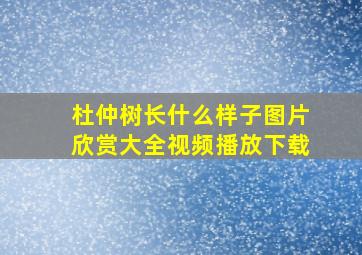 杜仲树长什么样子图片欣赏大全视频播放下载