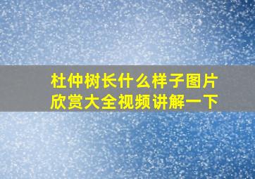 杜仲树长什么样子图片欣赏大全视频讲解一下