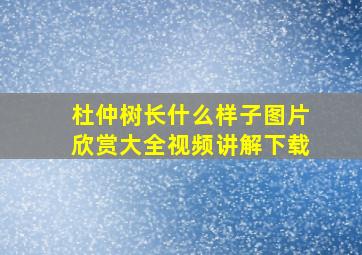 杜仲树长什么样子图片欣赏大全视频讲解下载