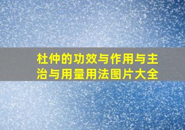 杜仲的功效与作用与主治与用量用法图片大全