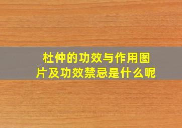 杜仲的功效与作用图片及功效禁忌是什么呢