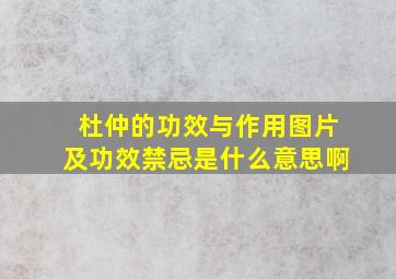 杜仲的功效与作用图片及功效禁忌是什么意思啊