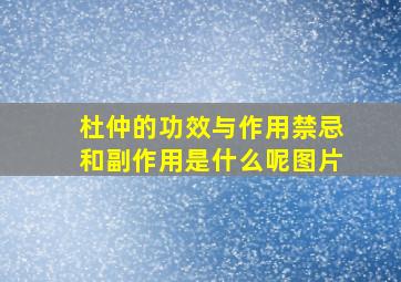 杜仲的功效与作用禁忌和副作用是什么呢图片