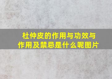 杜仲皮的作用与功效与作用及禁忌是什么呢图片