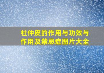 杜仲皮的作用与功效与作用及禁忌症图片大全