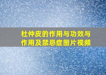 杜仲皮的作用与功效与作用及禁忌症图片视频