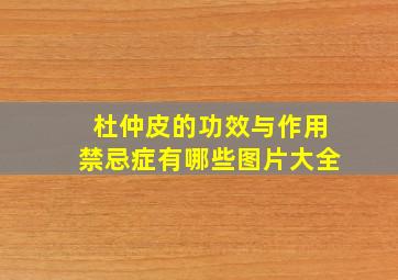 杜仲皮的功效与作用禁忌症有哪些图片大全