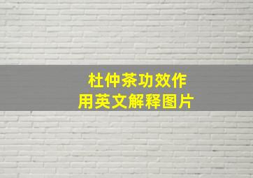 杜仲茶功效作用英文解释图片