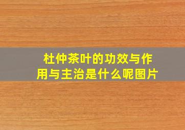 杜仲茶叶的功效与作用与主治是什么呢图片