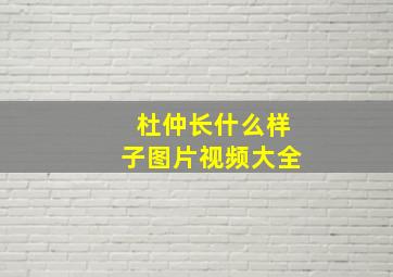 杜仲长什么样子图片视频大全