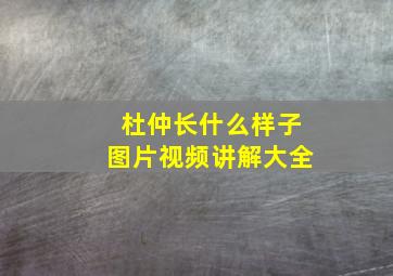 杜仲长什么样子图片视频讲解大全