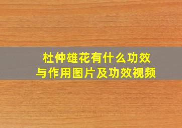 杜仲雄花有什么功效与作用图片及功效视频