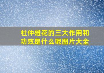 杜仲雄花的三大作用和功效是什么呢图片大全