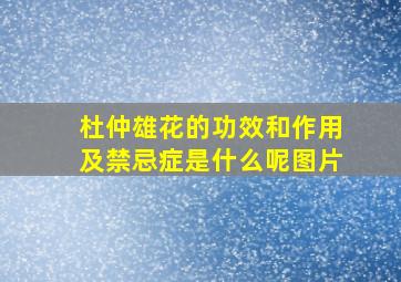 杜仲雄花的功效和作用及禁忌症是什么呢图片