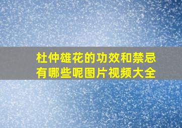 杜仲雄花的功效和禁忌有哪些呢图片视频大全