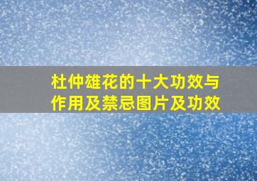 杜仲雄花的十大功效与作用及禁忌图片及功效