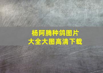 杨阿腾种鸽图片大全大图高清下载