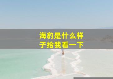 海豹是什么样子给我看一下