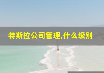 特斯拉公司管理,什么级别