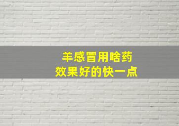 羊感冒用啥药效果好的快一点