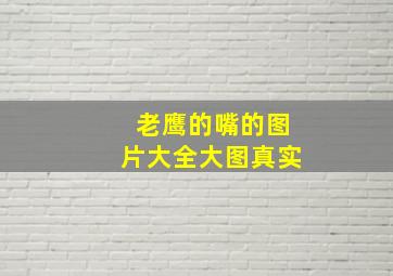 老鹰的嘴的图片大全大图真实