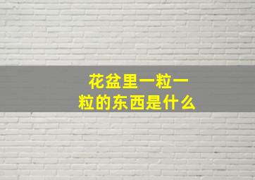 花盆里一粒一粒的东西是什么