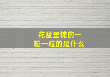 花盆里铺的一粒一粒的是什么