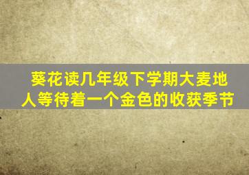 葵花读几年级下学期大麦地人等待着一个金色的收获季节