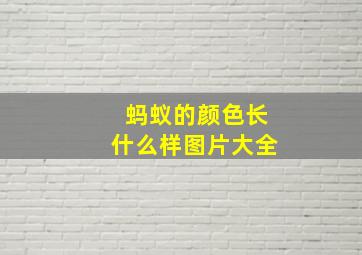 蚂蚁的颜色长什么样图片大全