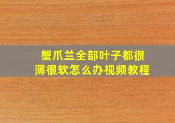 蟹爪兰全部叶子都很薄很软怎么办视频教程