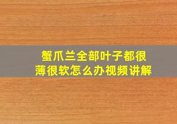 蟹爪兰全部叶子都很薄很软怎么办视频讲解