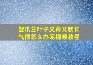 蟹爪兰叶子又薄又软长气根怎么办呢视频教程