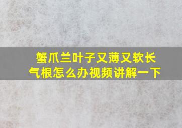 蟹爪兰叶子又薄又软长气根怎么办视频讲解一下