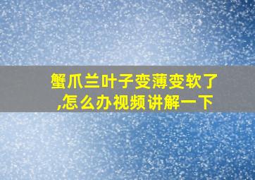 蟹爪兰叶子变薄变软了,怎么办视频讲解一下