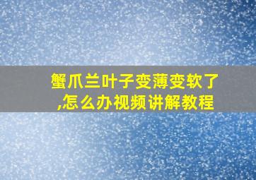 蟹爪兰叶子变薄变软了,怎么办视频讲解教程