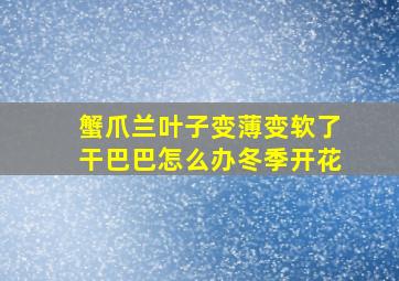 蟹爪兰叶子变薄变软了干巴巴怎么办冬季开花