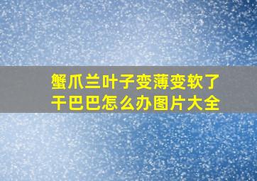 蟹爪兰叶子变薄变软了干巴巴怎么办图片大全