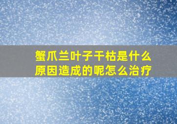 蟹爪兰叶子干枯是什么原因造成的呢怎么治疗