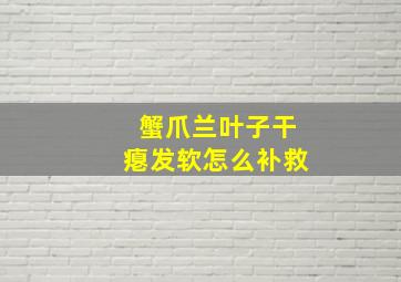 蟹爪兰叶子干瘪发软怎么补救