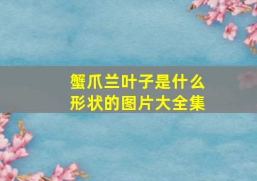 蟹爪兰叶子是什么形状的图片大全集