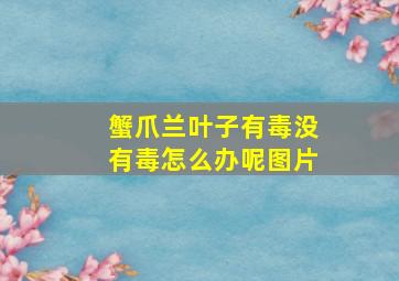 蟹爪兰叶子有毒没有毒怎么办呢图片