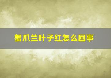 蟹爪兰叶子红怎么回事