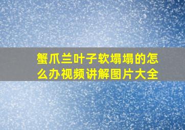 蟹爪兰叶子软塌塌的怎么办视频讲解图片大全