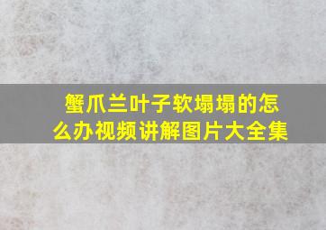 蟹爪兰叶子软塌塌的怎么办视频讲解图片大全集