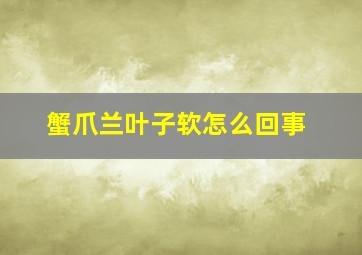 蟹爪兰叶子软怎么回事